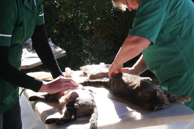 GreekSTRAYS - Cat neutering 